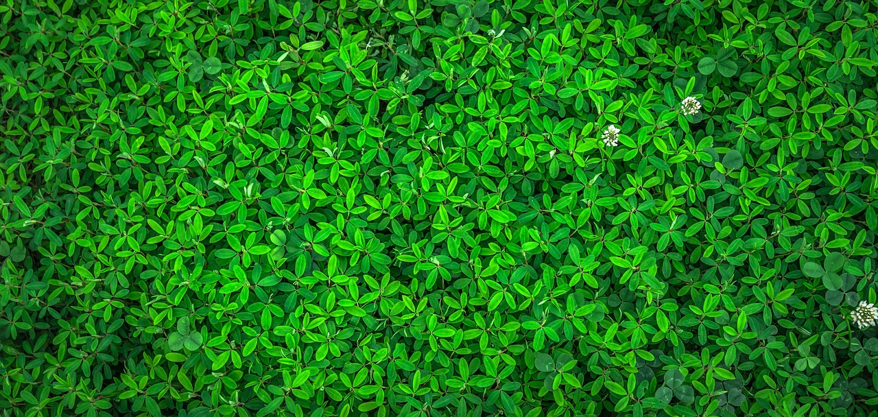 Groene veranda met zonnepanelen en planten. Groene veranda met zonnepanelen en planten.